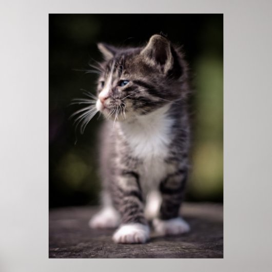 Poster Kitten Standing Tall (Devant)