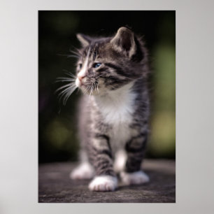 Poster Kitten Standing Tall
