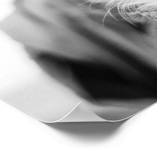 Poster Kitten sur chaise (Coin)