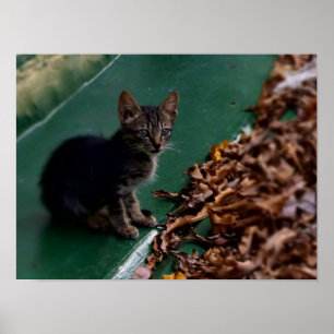 Poster Kitten sur le toit