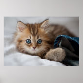 Poster Kitten With Blue Eyes (Devant)