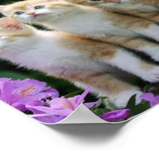 Poster Kittens (Coin)