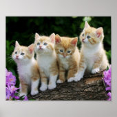 Poster Kittens (Devant)