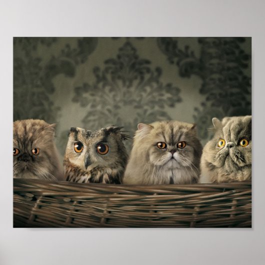 Poster Kittens (Devant)