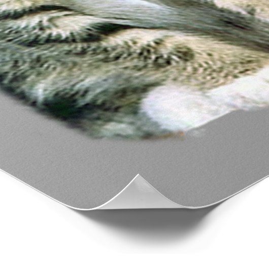 Poster Kittens (Coin)