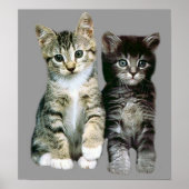Poster Kittens (Voorkant)