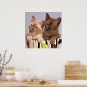 Poster Kittens (Cuisine)