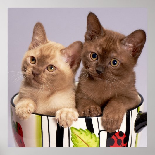 Poster Kittens (Devant)