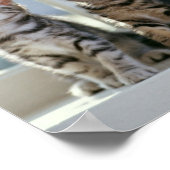 Poster Kitties (Coin)