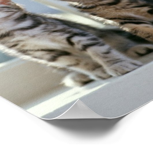 Poster Kitties (Coin)