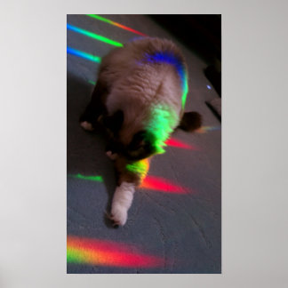 Poster Kitties = Lumière et Amour