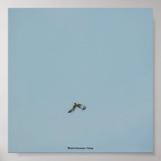 Poster Kittiwake à patte noire (Devant)