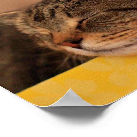 Poster Kitty Advice Inspirational (Coin)