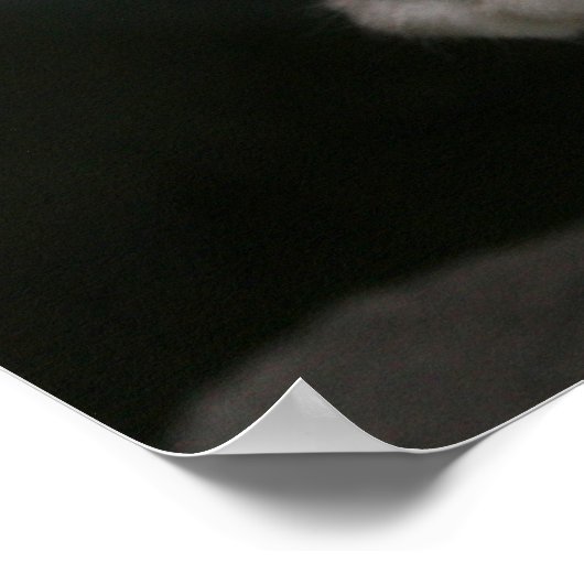 Poster Kitty blanc (Coin)