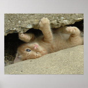 Poster Kitty Cat Super Héros Humour
