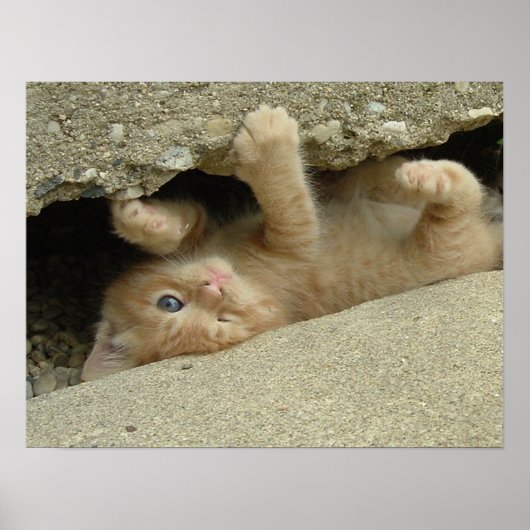 Poster Kitty Cat Super Héros Humour (Devant)