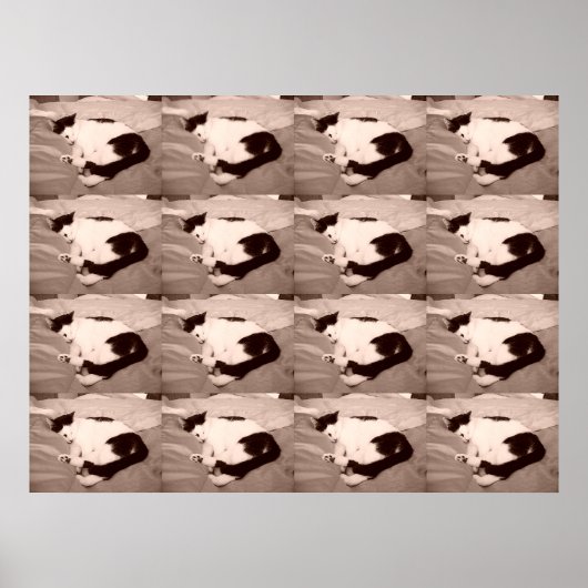 Poster Kitty dormant/noir/blanc photo (Devant)