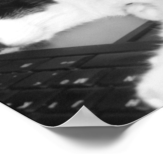 Poster Kitty Lovings... (Coin)