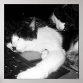 Poster Kitty Lovings... (Devant)