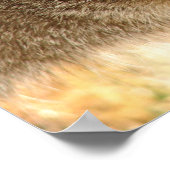 Poster Kitty Stare (Coin)