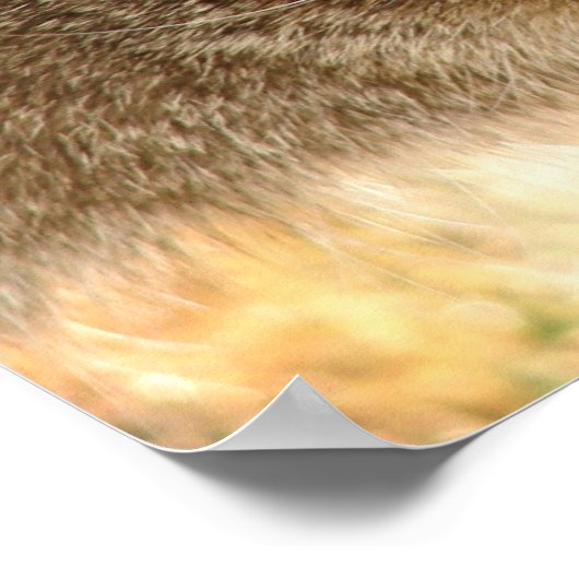 Poster Kitty Stare (Coin)