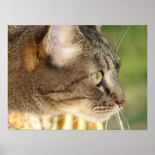 Poster Kitty Stare (Devant)