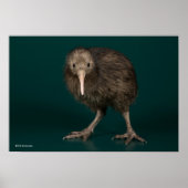 Poster Kiwi Brown de North Island (Devant)