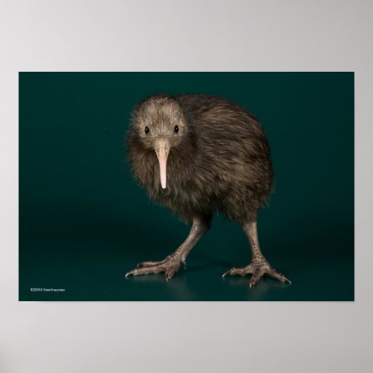 Poster Kiwi Brown de North Island (Devant)