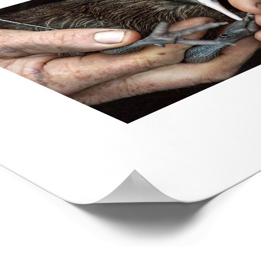 Poster Kiwi Oiseau à la main (Coin)