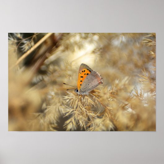 Poster Kleiner Feuerfalter (Devant)