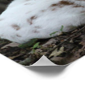 Poster KMCphoto Piebald Deer (Coin)