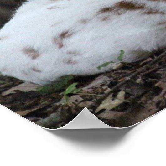 Poster KMCphoto Piebald Deer (Coin)