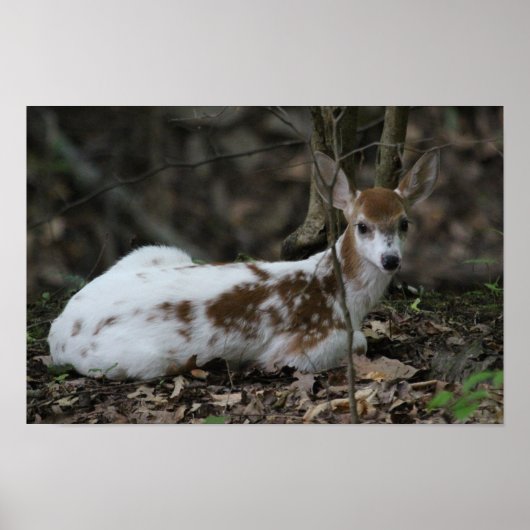 Poster KMCphoto Piebald Deer (Devant)