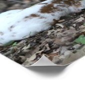 Poster KMCphoto Piebald Deer et frère (Coin)