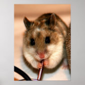 Poster Knaw (Devant)