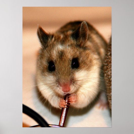 Poster Knaw (Devant)