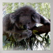 Poster Koala (Devant)