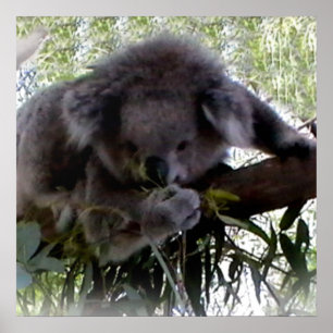 Poster Koala