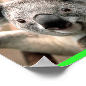 Poster Koala (Coin)