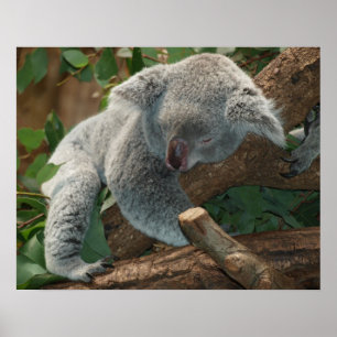 Poster Koala