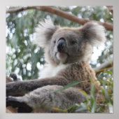 Poster Koala (Devant)