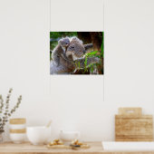 Poster Koala (Cuisine)