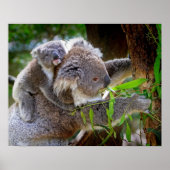 Poster Koala (Devant)