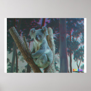 Poster Koala 3D Anaglyph
