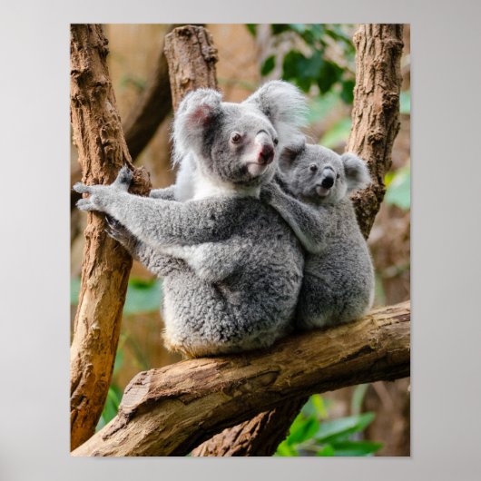 Poster Koala avec bébé dans un arbre en Australie (Devant)