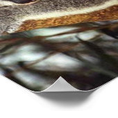 Poster Koala Bear (Coin)