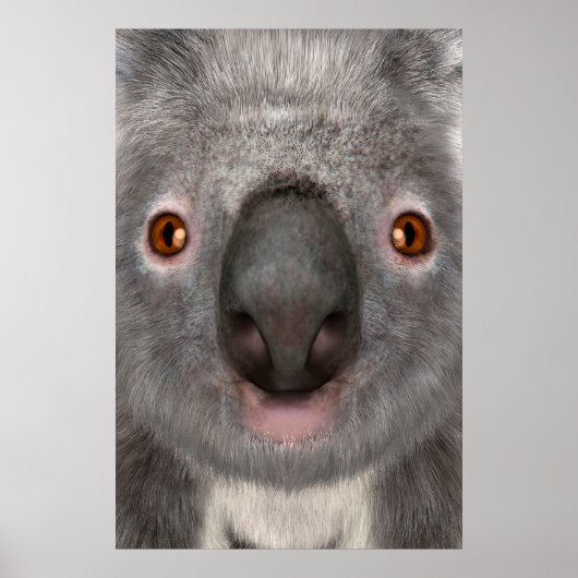 Poster Koala Bear (Devant)