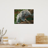 Poster Koala Bear Sleeping (Cuisine)