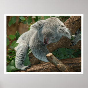 Poster Koala Bear Sleeping