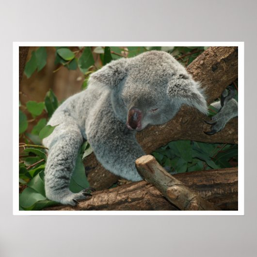 Poster Koala Bear Sleeping (Devant)
